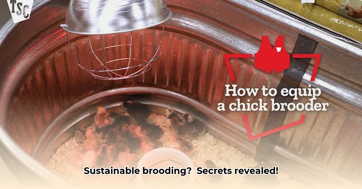 brooder-plate-tractor-supply